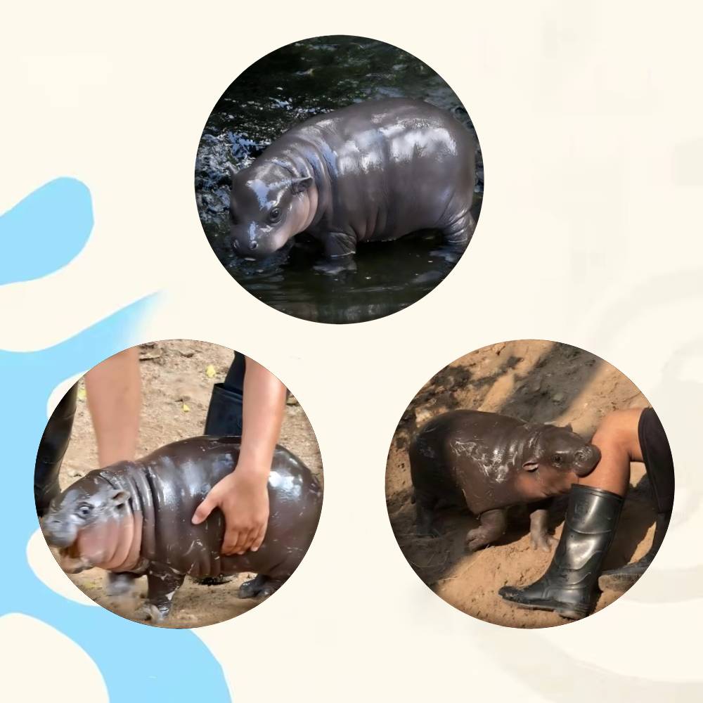 Baby Hippo Moo Deng Badge Tinp - Baby Clothing In Japan のレビューと価格